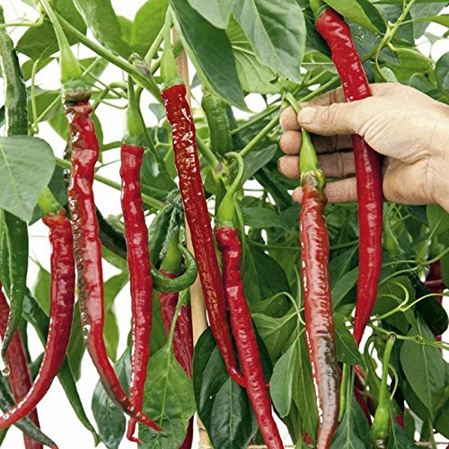 Joe's Long Cayenne Hot Pepper Seeds - A Variety from Calabria, Italy. (25 - Seeds)