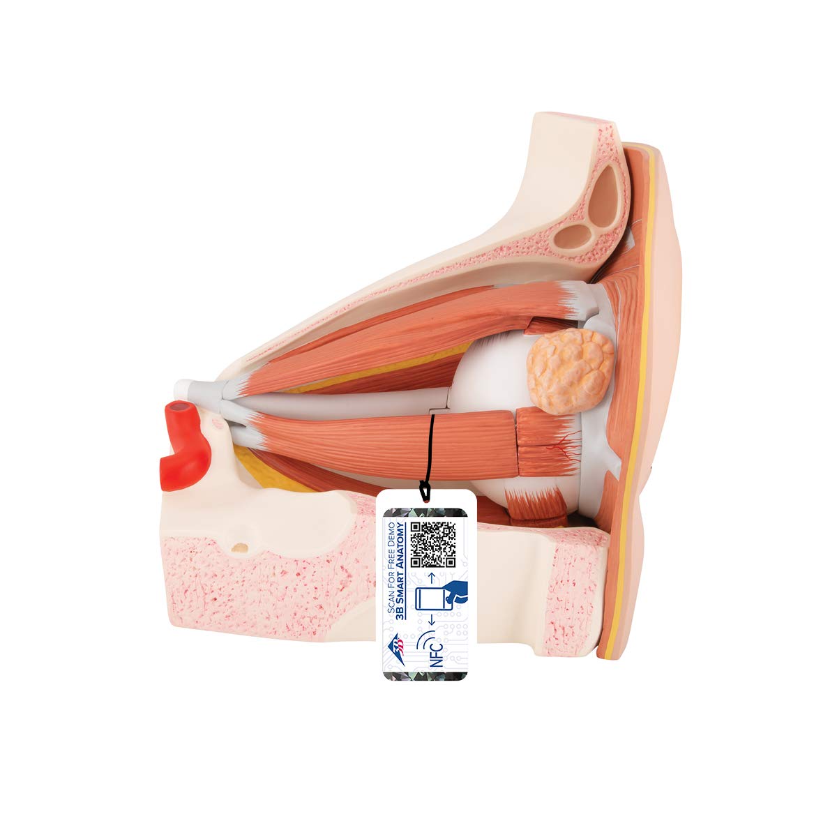 3B Scientific VJ500A Giant Eye in Orbit 11-Part w/ Associated Structures - 3B Smart Anatomy