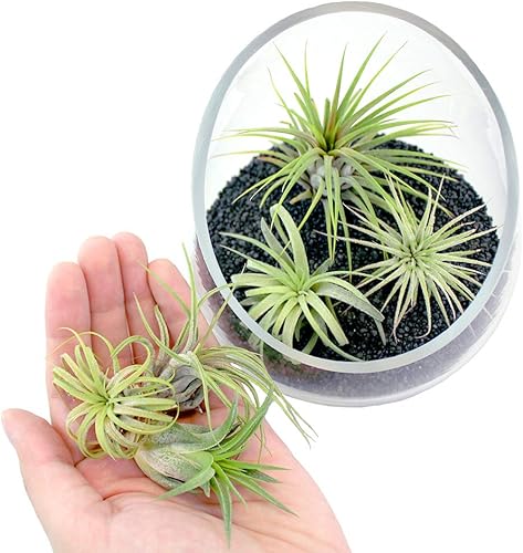 Miniatura 2 de Kit de terrario de cuenco de vidrio inclinado de 5 pulgadas de grosor con arena negra y 3 plantas de aire Tillandsia Ionantha vivas, plantas de