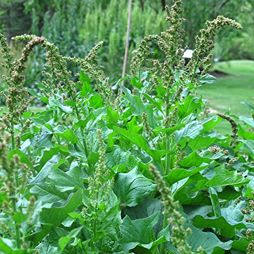 Guter Heinrich (Chenopodium bonus-henricus) 200 Samen Wilder Spinat