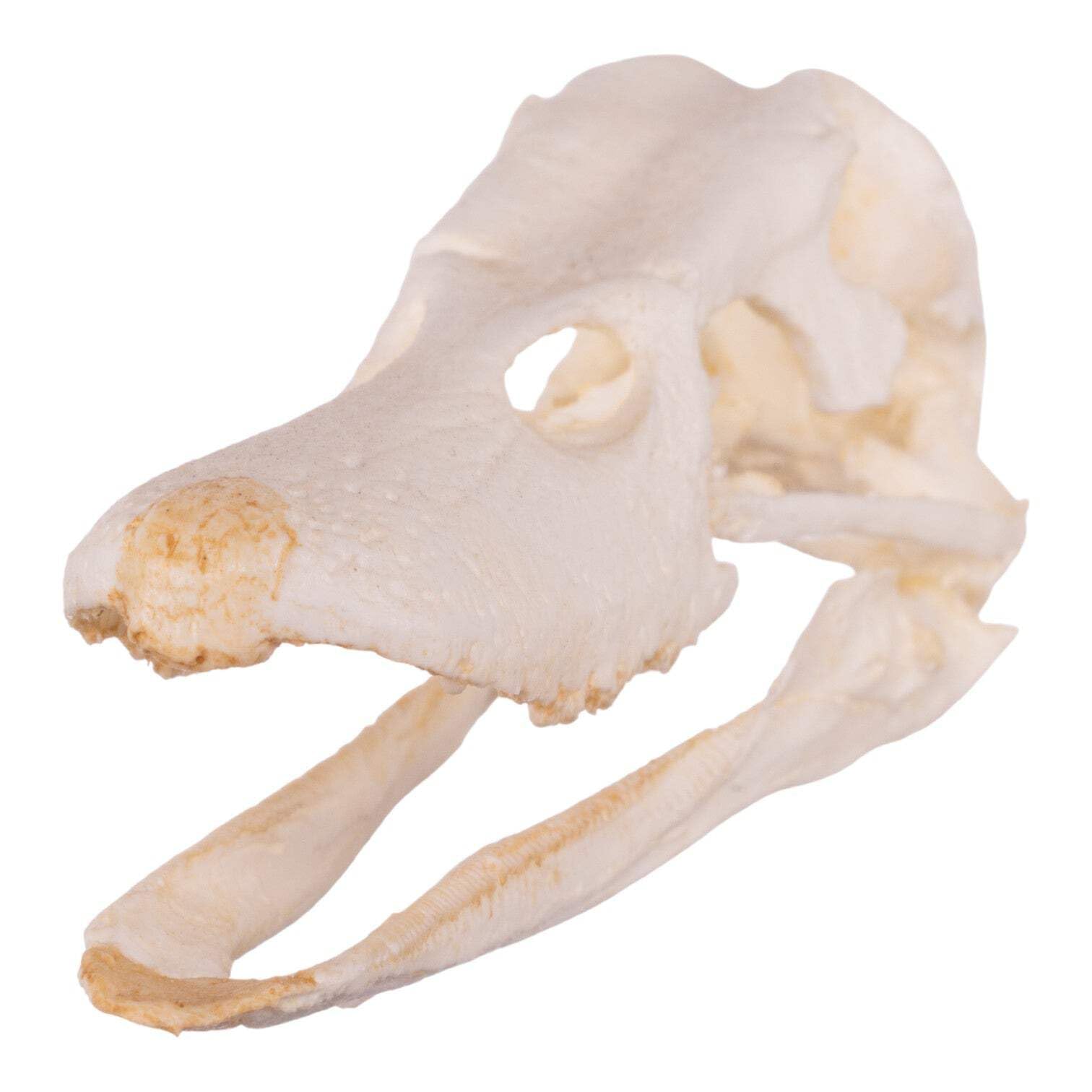 Amazon.com: Skulls Unlimited International Duck Skull