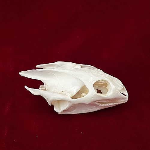 Miniatura 56 de Cráneos de animales reales, taxidermia, huesos de especímenes, suministros de taxidermia para educación científica, regalo especial (cráneo de coipo)