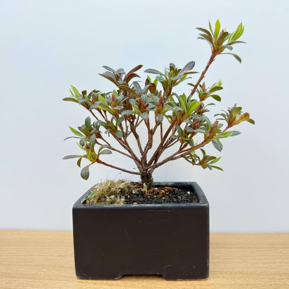 Amazon.co.jp: 皐月 唐獅子牡丹 ミニ盆栽 御祝い 記念日 父の日