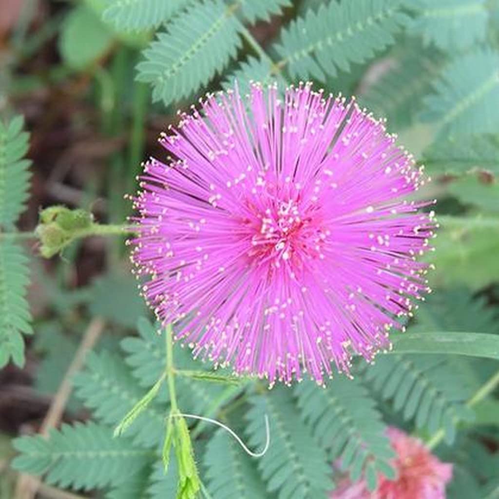 OhhSome Home Plant Garden Chui Mui Touch Me Not Lajwanti And Sensitive Live Fruit Seedling (Healthy Plant) (B09L8L3GBB) Amazon Price History, Amazon Price Tracker