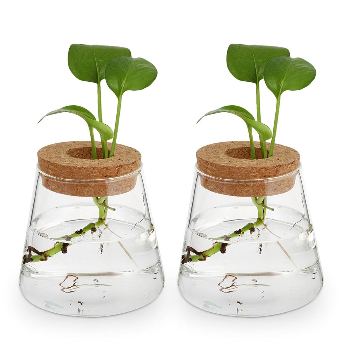 TOPBATHY 3pièces Vase Hydroponique Verre avec Couvercle Petite Jardinière pour Propagation De Plantes Terrarium De Bureau Transparent pour Fleurs
