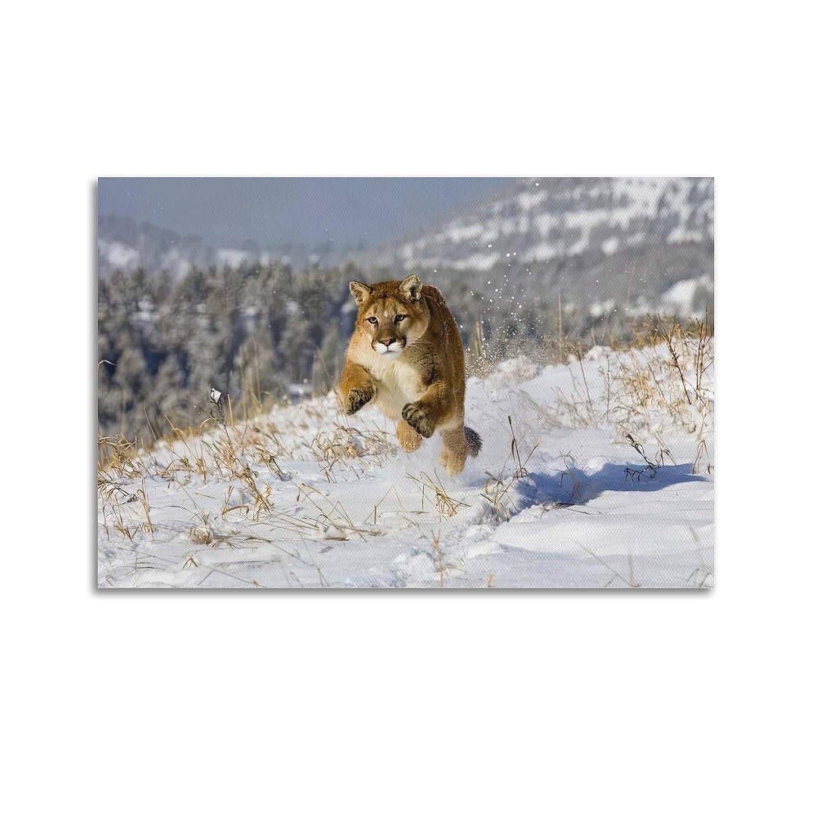 XKUGA Wild Felines Poster Cougar Big Cat Habitat Modern Decorative Canvas Prints - Ideal Wall Art for Family, Man Cave, Game Room, Boys & Girls Bedroom 20x30inch(50x75cm)