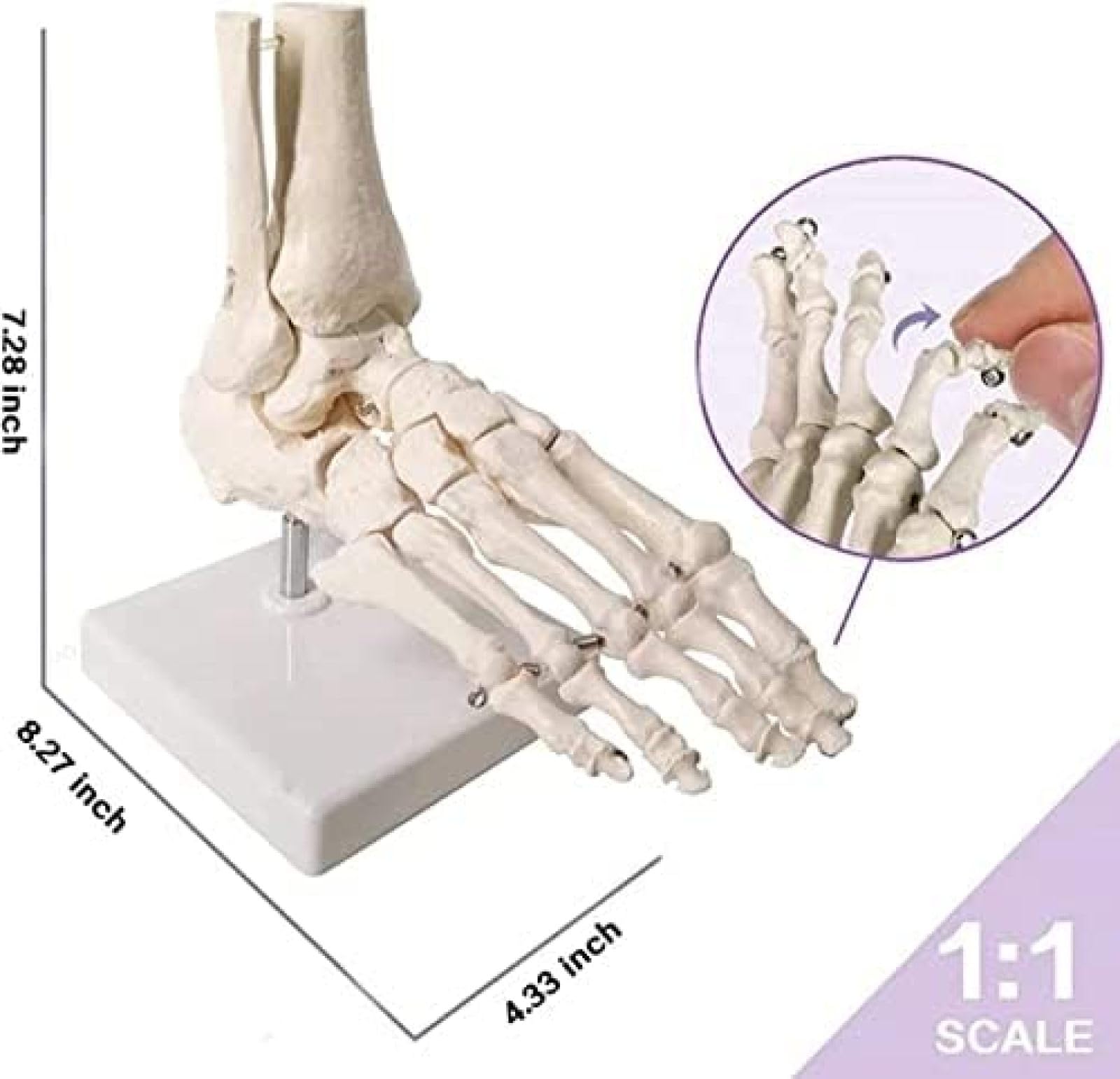 Model szkieletu stopy Szkielet anatomiczny model stopy Model kostki Model kości ludzkiej stopy Model szkieletu stopy z podstawą ekspozycyjną Do studiów medycznych i nauk ścisłych