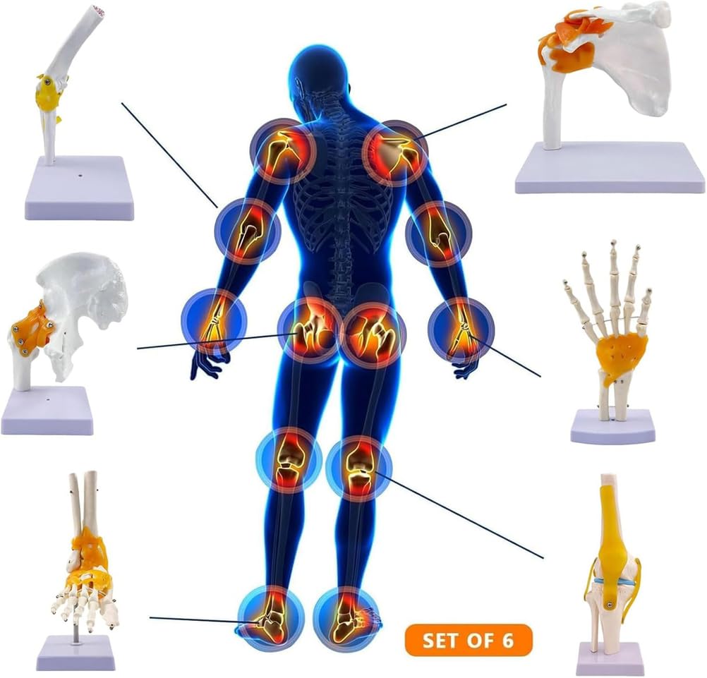 Zestaw 6 sztuk modeli anatomicznych stawów człowieka w naturalnej wielkości: bark, łokieć, biodro, kolano, ręka i stopa z więzadłami do zajęć edukacyjnych i demonstracji