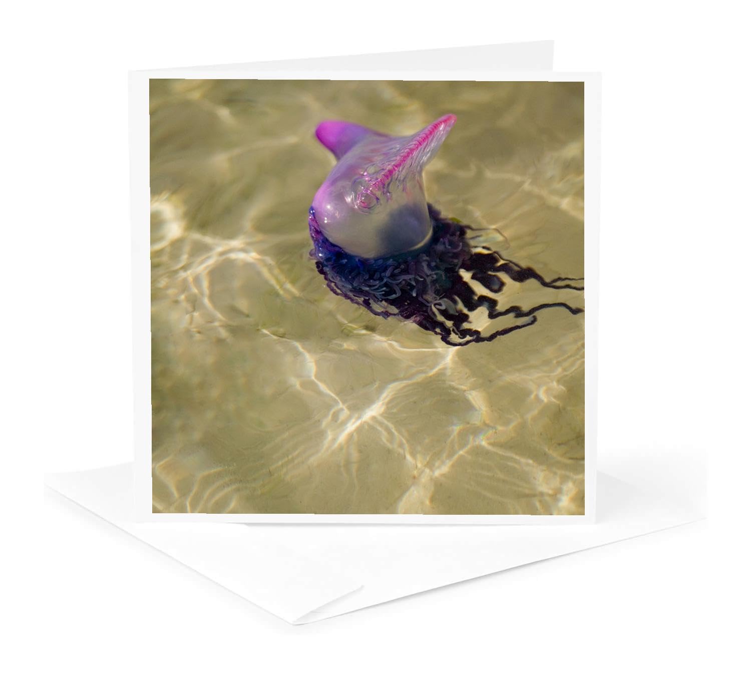 3dRose Greeting Card - Portuguese Man o War Jellyfish, Belize - SA02 SWE0031 - Stuart Westmorland - Belize