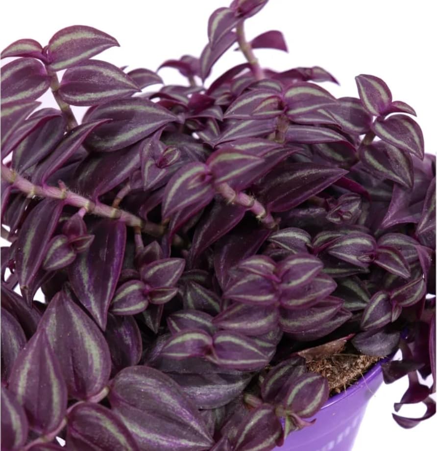 Rare Purple Passion Tradescantia zebrina - Easy House Plant - Easy to Grow - in12 cm pots