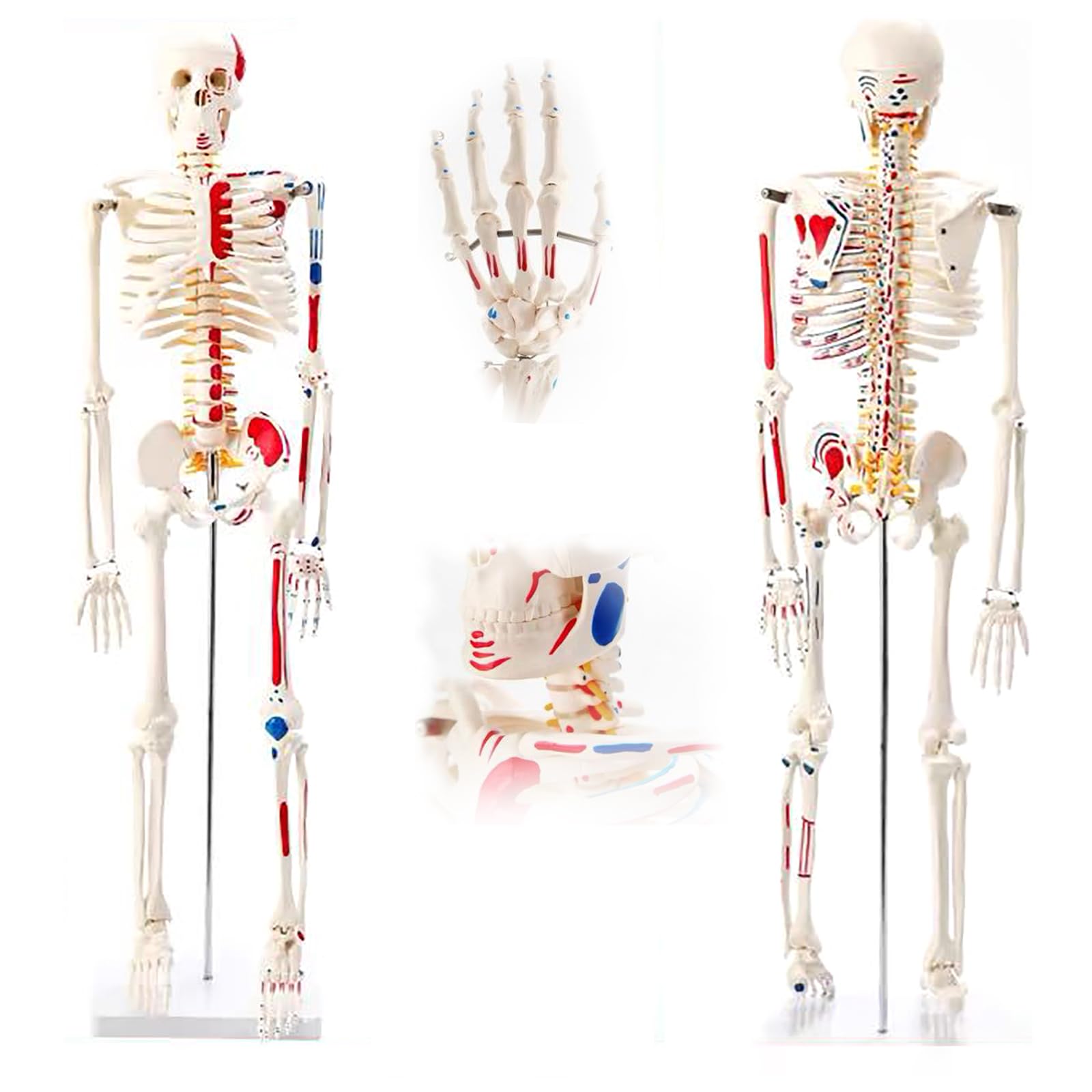 Modèle de squelette humain de 85 cm en PVC lavable avec 111 points de repère musculaires