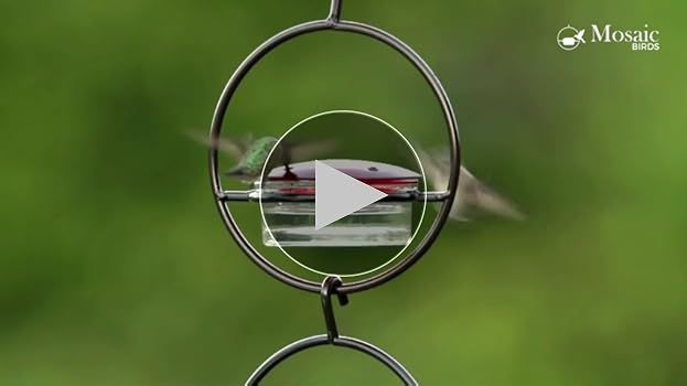 ハミングバードページ Yesterday was a dramatic day in the hummingbird world in the