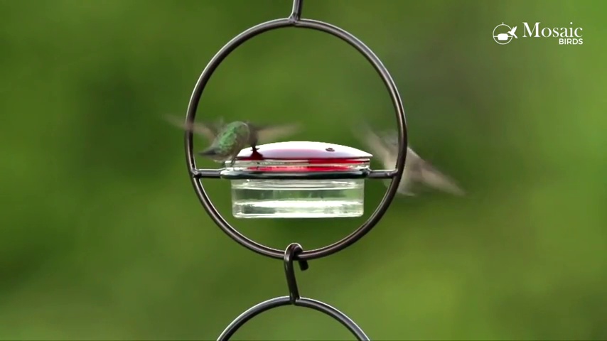 Amazon.com : Mosaic Birds Hummble Slim Hummingbird Feeder, M045