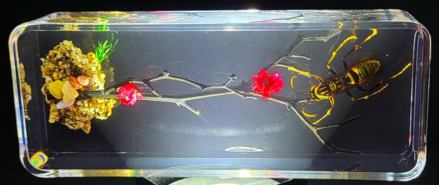 Real Asian Hornet on Brazil Star Flower Stick in Large 4.3" Crystal Clear Lucite Resin Garden Scenery Diorama Decor Specimen Preserved Insect Taxidermy Collection for Biology Science Education Display