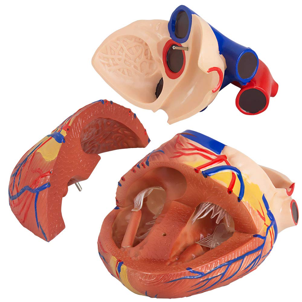 Anatomie Modell Herz des Menschen menschlicher Anatomiemodell Körper Anatomisches Menschliches Herzmodell menschliche Modelle Gross 34 cm MedMod