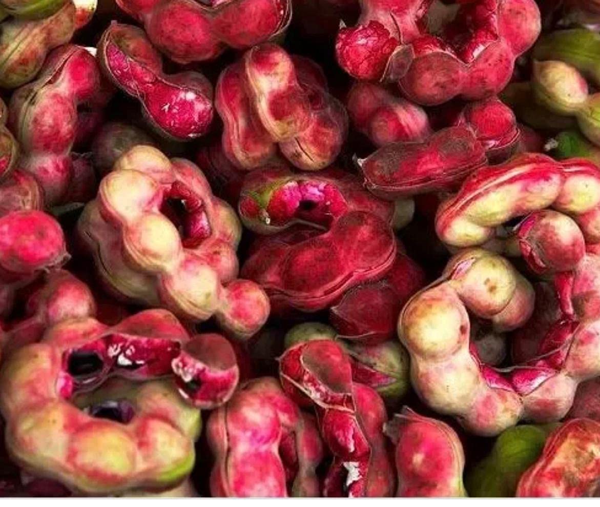 Jungle Jalebi 35 Seed JLBI146 Black (B099WHRBR6) Amazon Price History, Amazon Price Tracker