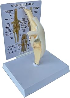 Studies Science Gift, Dog Skeleton Model Canine, Dog Knee Joint Anatomical Canine Ligament Function Model, for Teaching Medical Anatomy Surgery Skeleton - Office Educational Tool