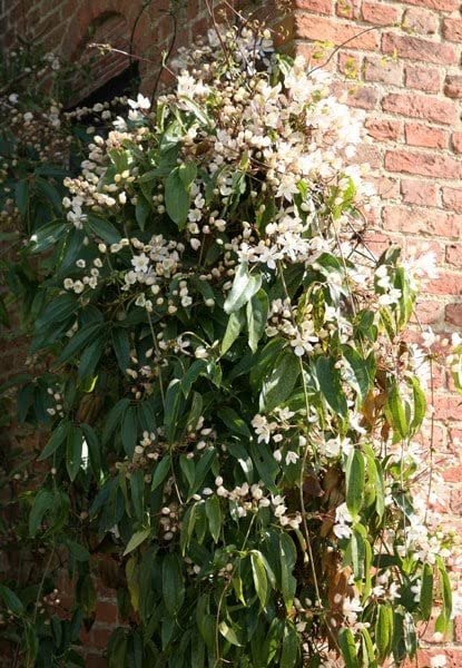 Clematis armandi | (Group 1) (syn. Clematis armandii) | 2 lt Pot (60cm Cane) | Climbing Plants | Plant Theory