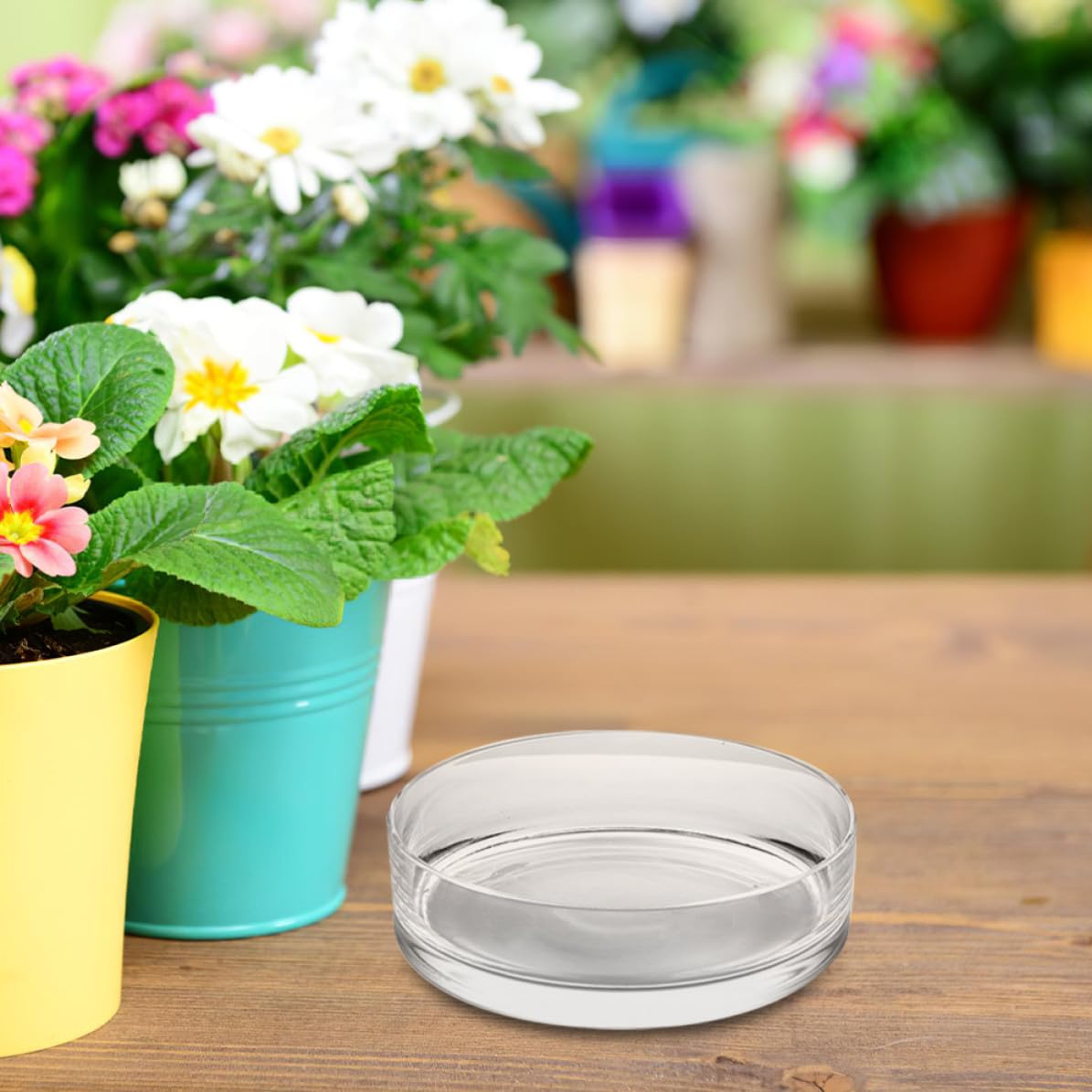 Zerodeko Vaso di Vetro Rotondo per Piante e Pesci, Decorativo e Trasparente | Uso Domestico o Negozio, Vetro Delicato, Alta Trasparenza, Stile Chic, Adatto a Composizioni Floreali