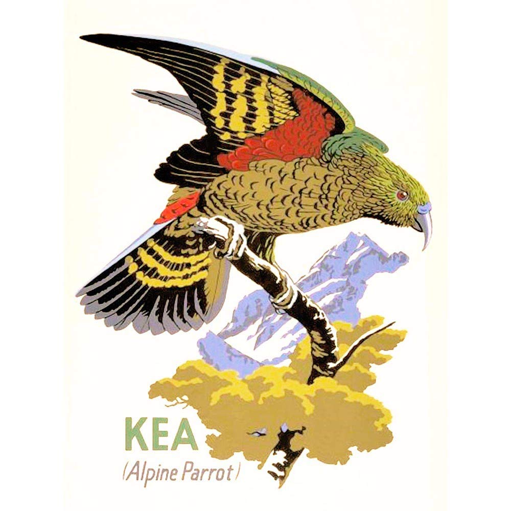Wee Blue Coo Painting Illustration Kea Parrot Zealand Bird Ornithology Art Print Poster Wall Decor 12X16 Inch