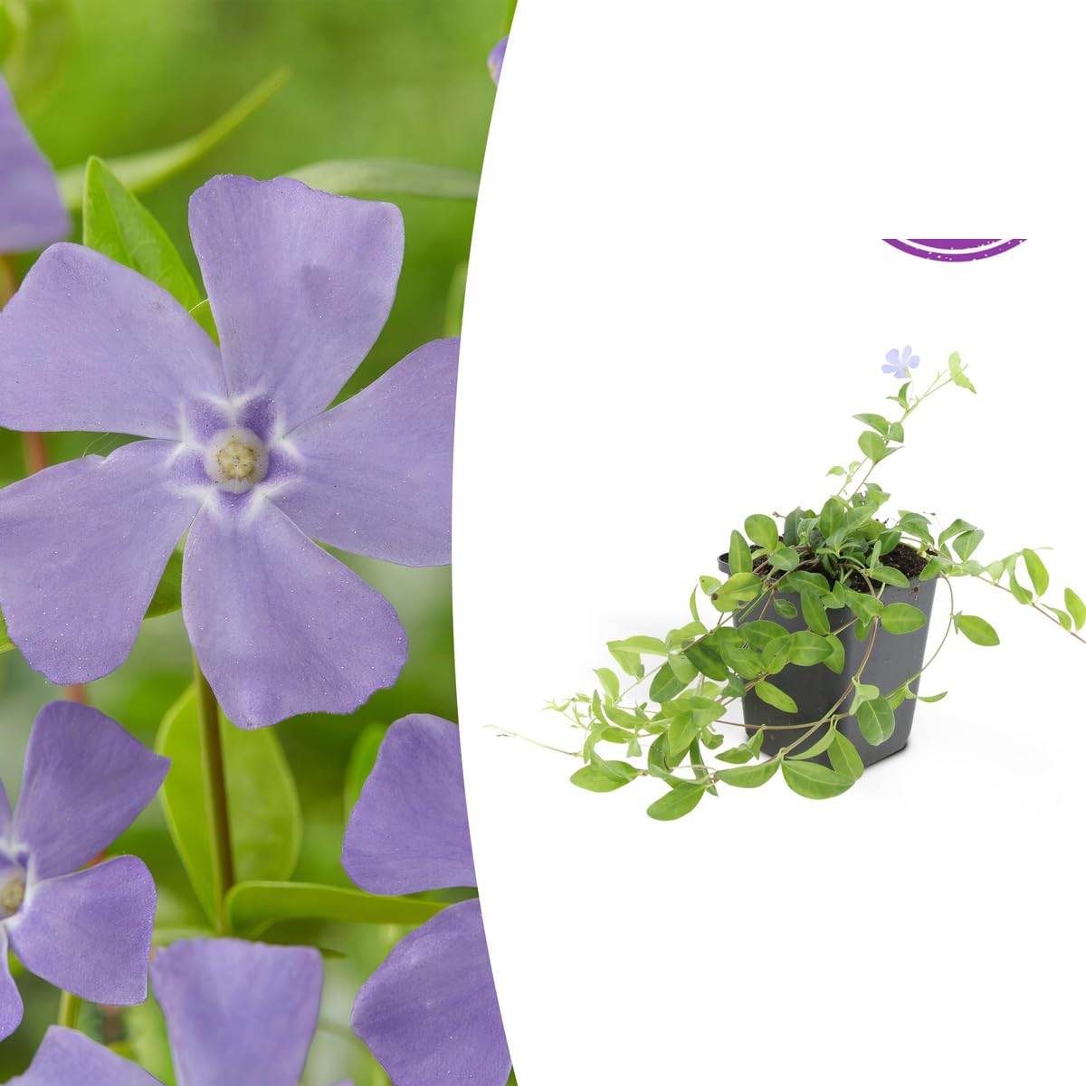 Vinca minor 'La Grave' | 48 sztuk - 10-25cm - Ø9cm - Roślina ogrodowa