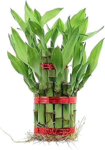 Lucky Bamboo Plant | 6 Lucky Bamboo Sticks & Multi color Stones | Best feng shui plant for Home, Office, Bedroom decoration
