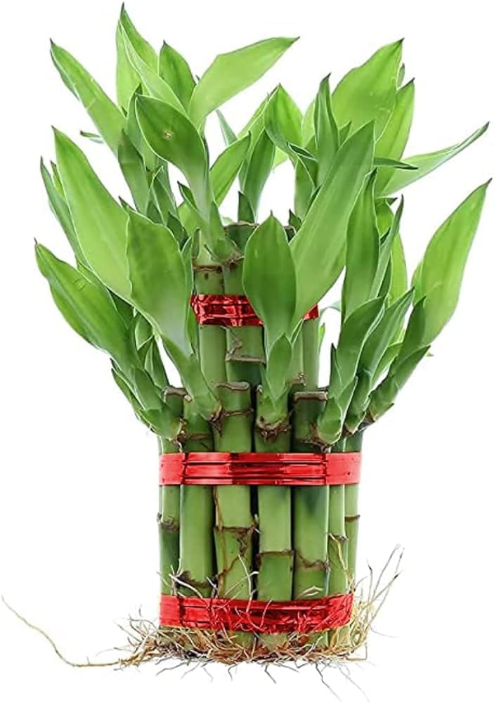 Lucky Bamboo Plant | 6 Lucky Bamboo Sticks & Multi color Stones | Best feng shui plant for Home, Office, Bedroom decoration