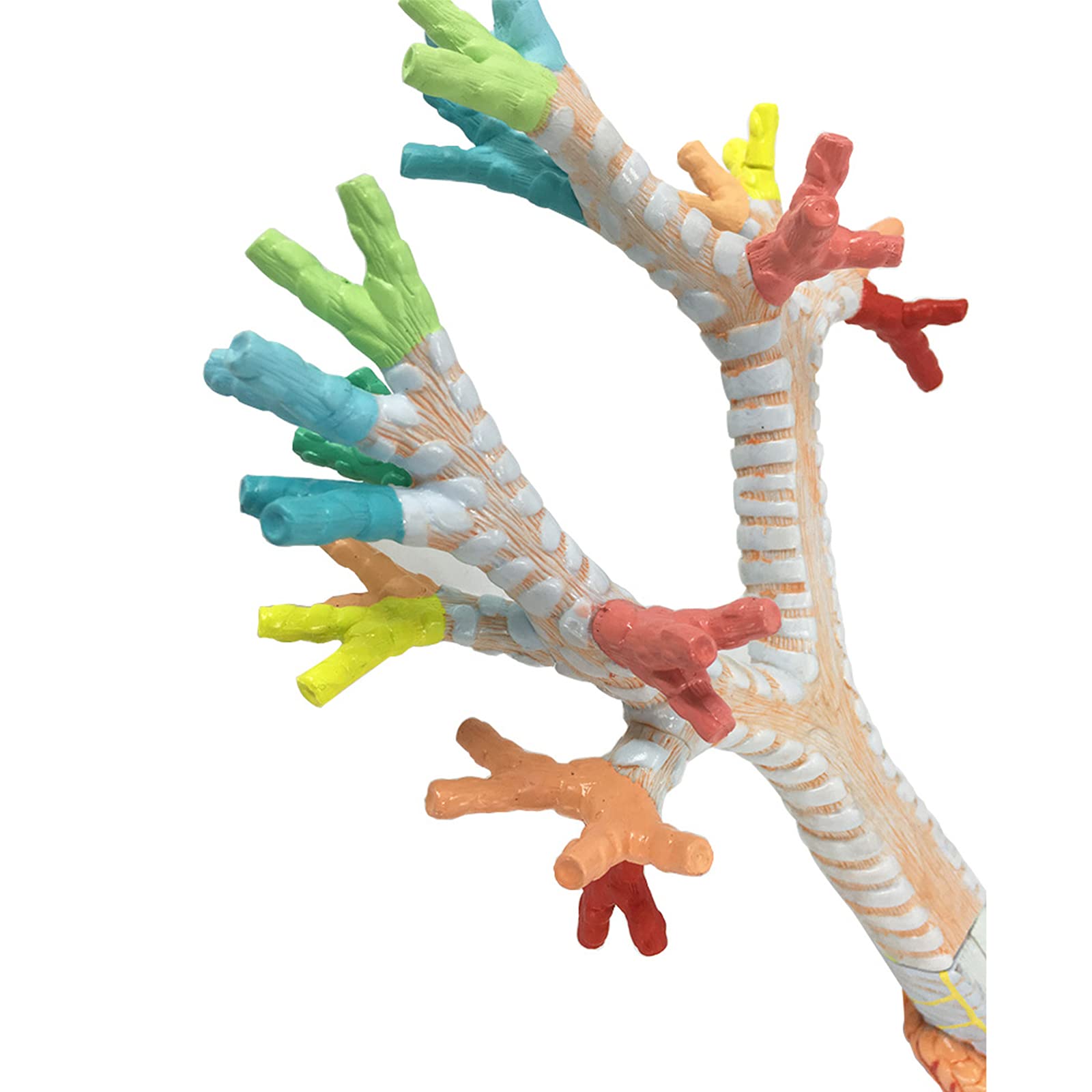 Anatomiemodelle, Kehlkopf, Bronchien, Lunge, Anatomie, Menschliche