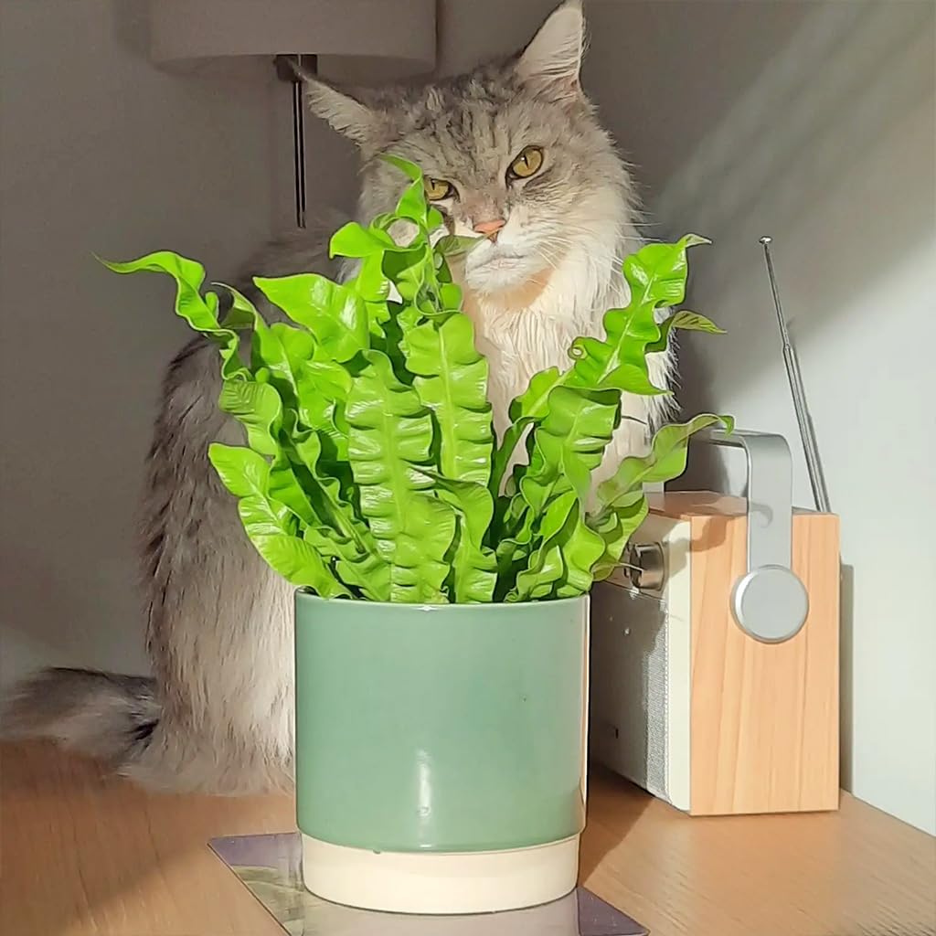 Zimmerpflanze Nestfarn Duo | 2er Farn-Set mit Asplenium nidus & parvati im 10,5–12 cm Topf | pflegeleicht & ungiftig | tropische Pflanzen für Bad, Schlafzimmer & Katzenfreunde | Green Me Up