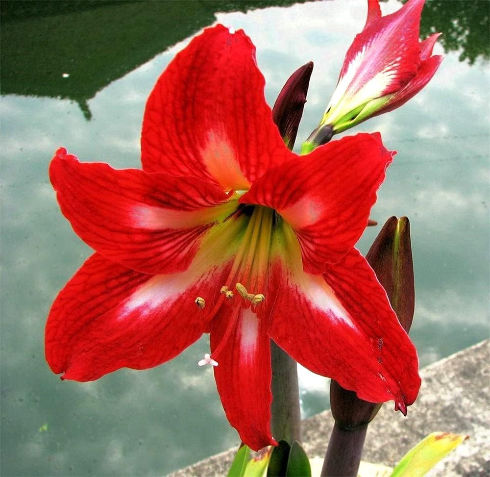 アマリリスの球根 世界的に有名な花 結婚式の装飾 自然の美 テラスエッジ植栽 球根 C 屋内切り花装飾 11 男女兼用