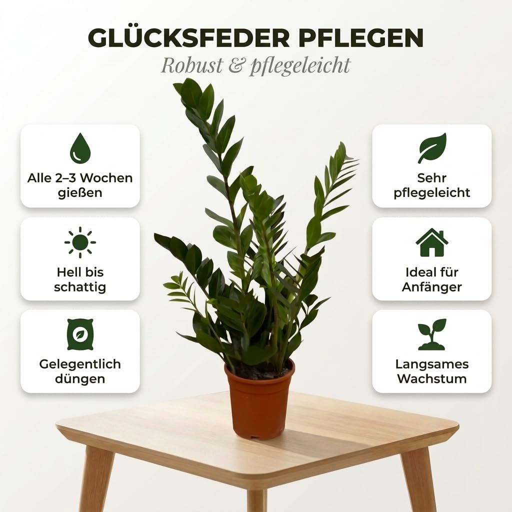 Glücksfeder + 3x Zinktopf | 3er-Set | Zamioculcas zamiifolia | ca. 40-50 cm | ø 12-15 cm Topf | Pflegeleichte Zimmerpflanzen für Wohnung und Büro | Qualität vom Pflanzen Profi