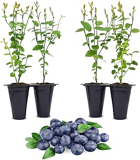 Pink Lemonade Blueberry (Jewel)