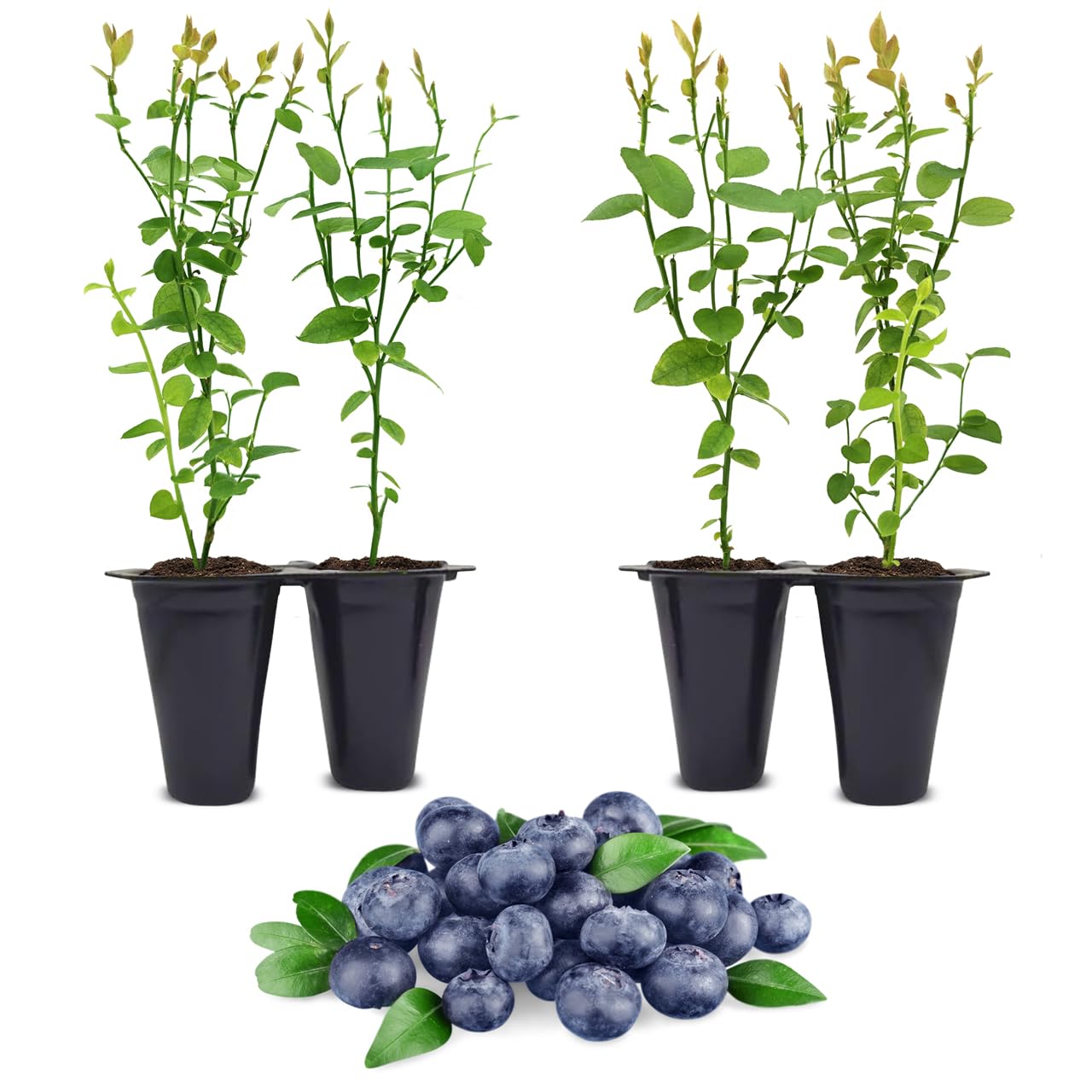 Pink Lemonade Blueberry (Jewel)