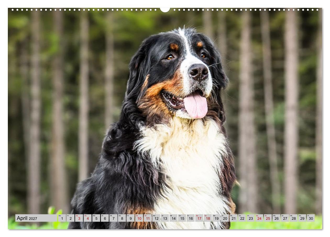 CALVENDO - Berner Sennenhunde - Mit jedem Blick ein Stück Geborgenheit (Wandkalender 2027 DIN A2 quer), Monatskalender: Bilder die Herz und Seele berühren