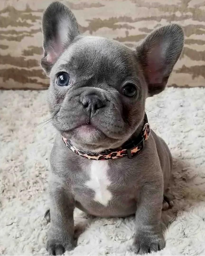COKYIS Stamped Cross Stitch Kits French Bulldog 11CT Counted Printed Cross Stitch Kit,Preprinted Pattern Embroidery Starter Kit for Beginner Kids and Adults 40x50cm