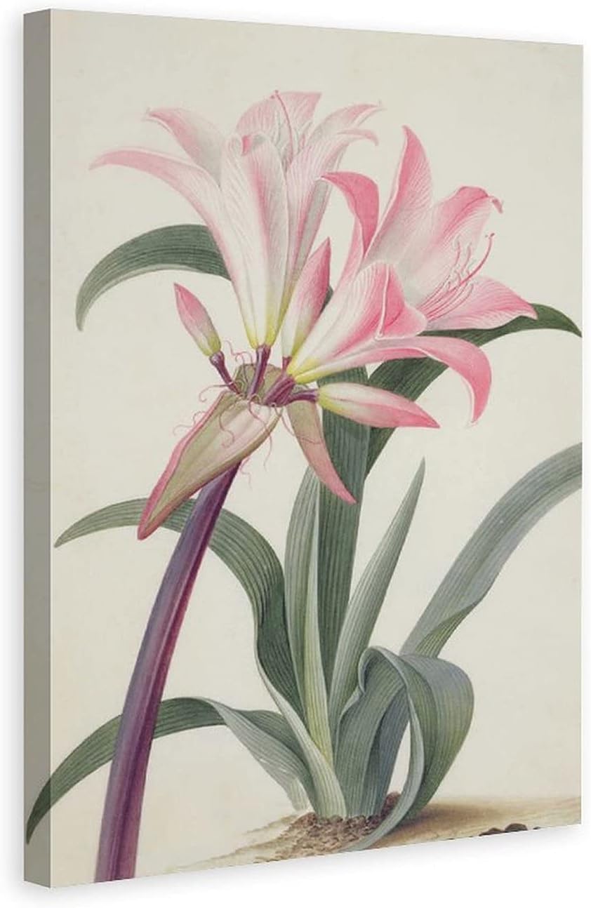 HANGCHENG Pink Amaryllis Belladonna Canvas Poster Wall Art Decor Print Picture Paintings for Living Room Bedroom Decoration 24x36inchs(60x90cm)