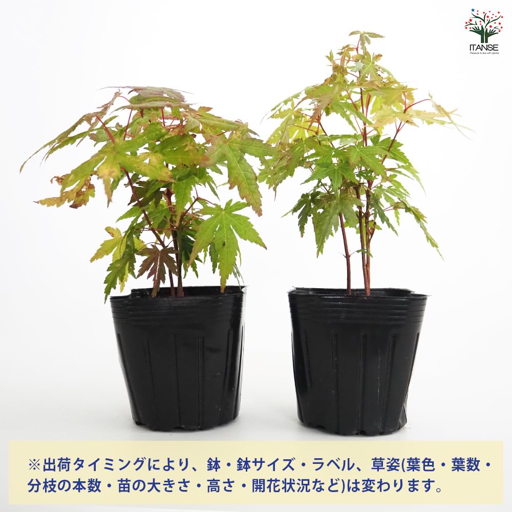 Amazon.co.jp: ITANSE モミジ 3号 3個セット 花木 植木 学名