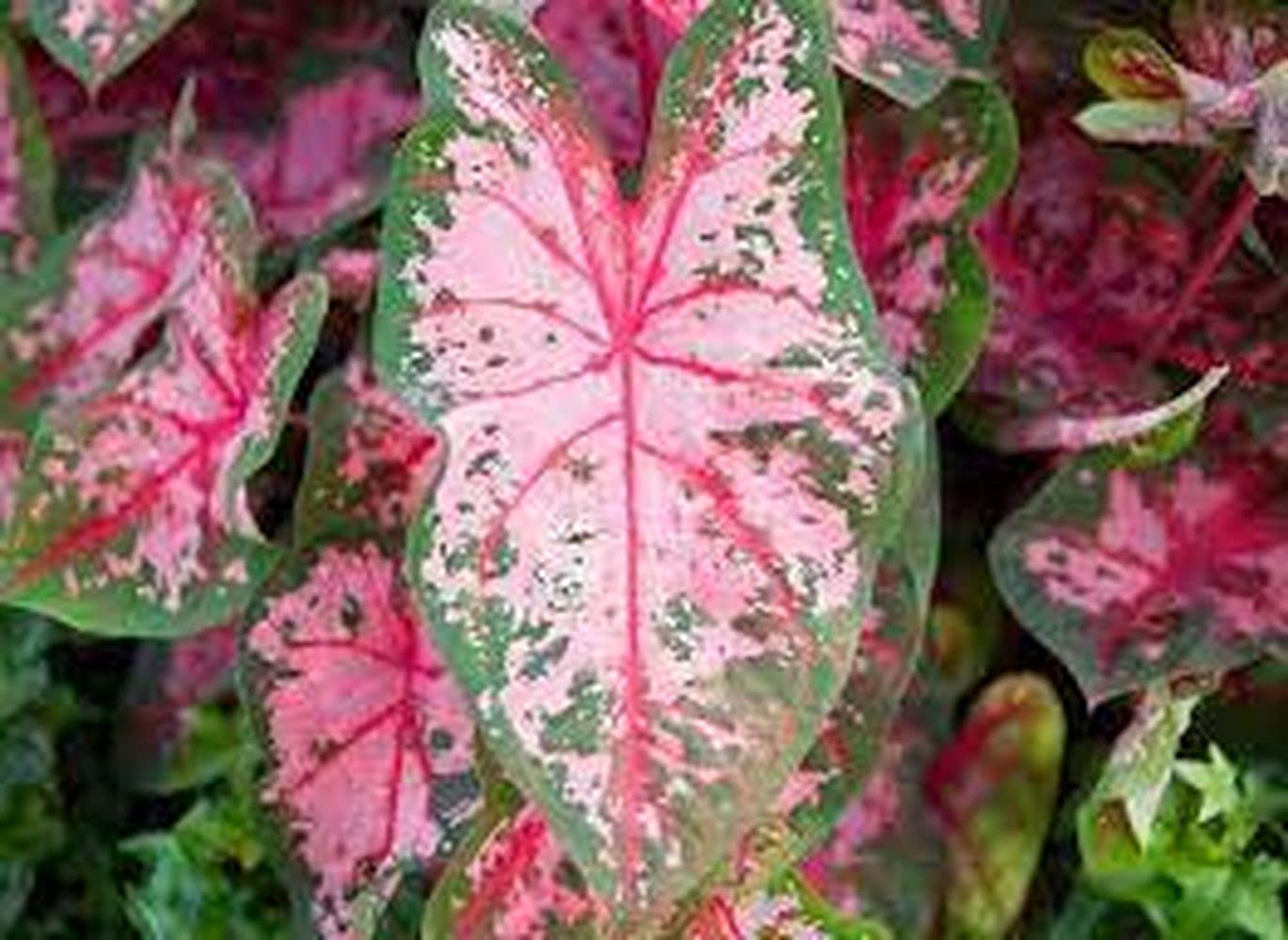 See full amazon price history chart for PLANTOGALLERY Flower Bulbs | Caladium Imported Bulbs Beautiful Big Leaves Plant Carolyn Worthon Flower Bulbs For All Season India (Pack of 5 Bulbs) PLANTOGALLERY Flower Bulbs | Caladium Imported Bulbs Beautiful Big Leaves Plant Carolyn Worthon Flower Bulbs For All Season India (Pack of 5 Bulbs) (B09B2M4QPR) Amazon Price History, Amazon Price Tracker
