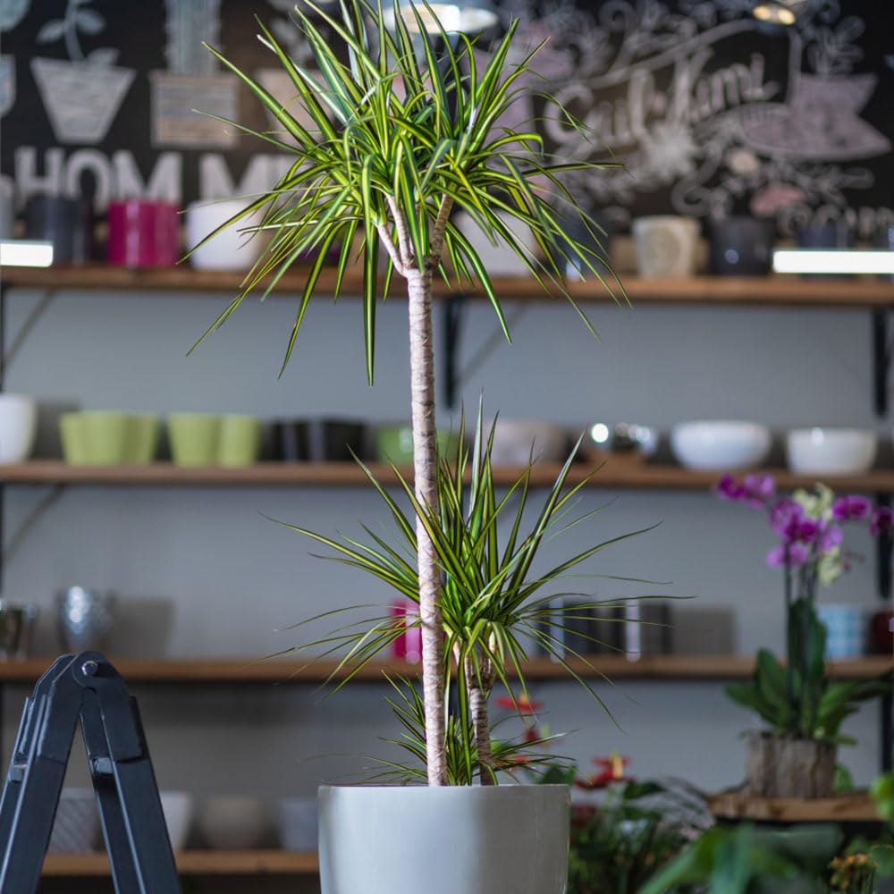 5 pcs dracaena marginata samen - bume kaufen nachhaltigkeit geschenke  geschenke garten wanddeko pflanzen immergrne pflanzen winterhart  kbelpflanzen winterhart mehrjhrig baumsamen : Amazon.de: Garten