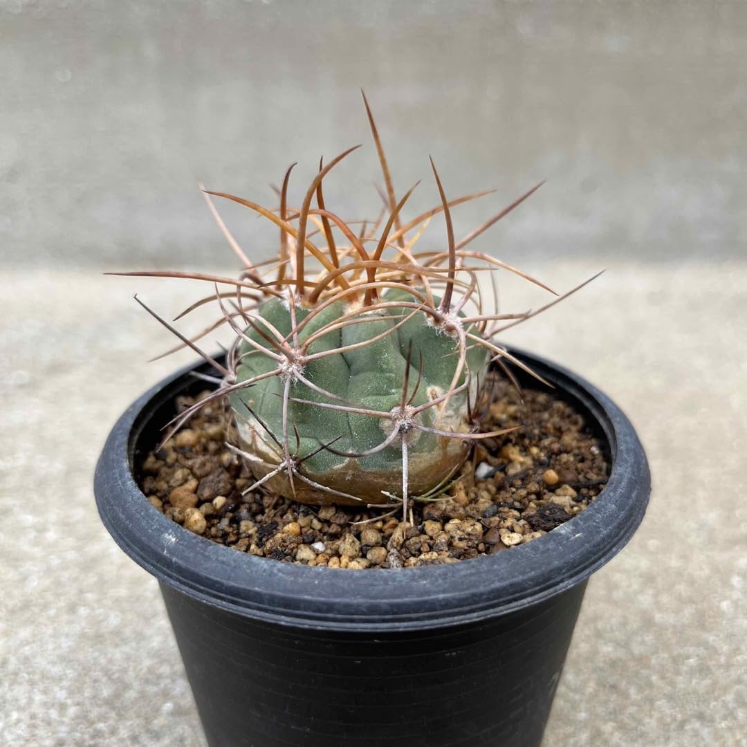 Amazon.co.jp: サボテン 黄刺茜丸 デンモザ : ホーム＆キッチン