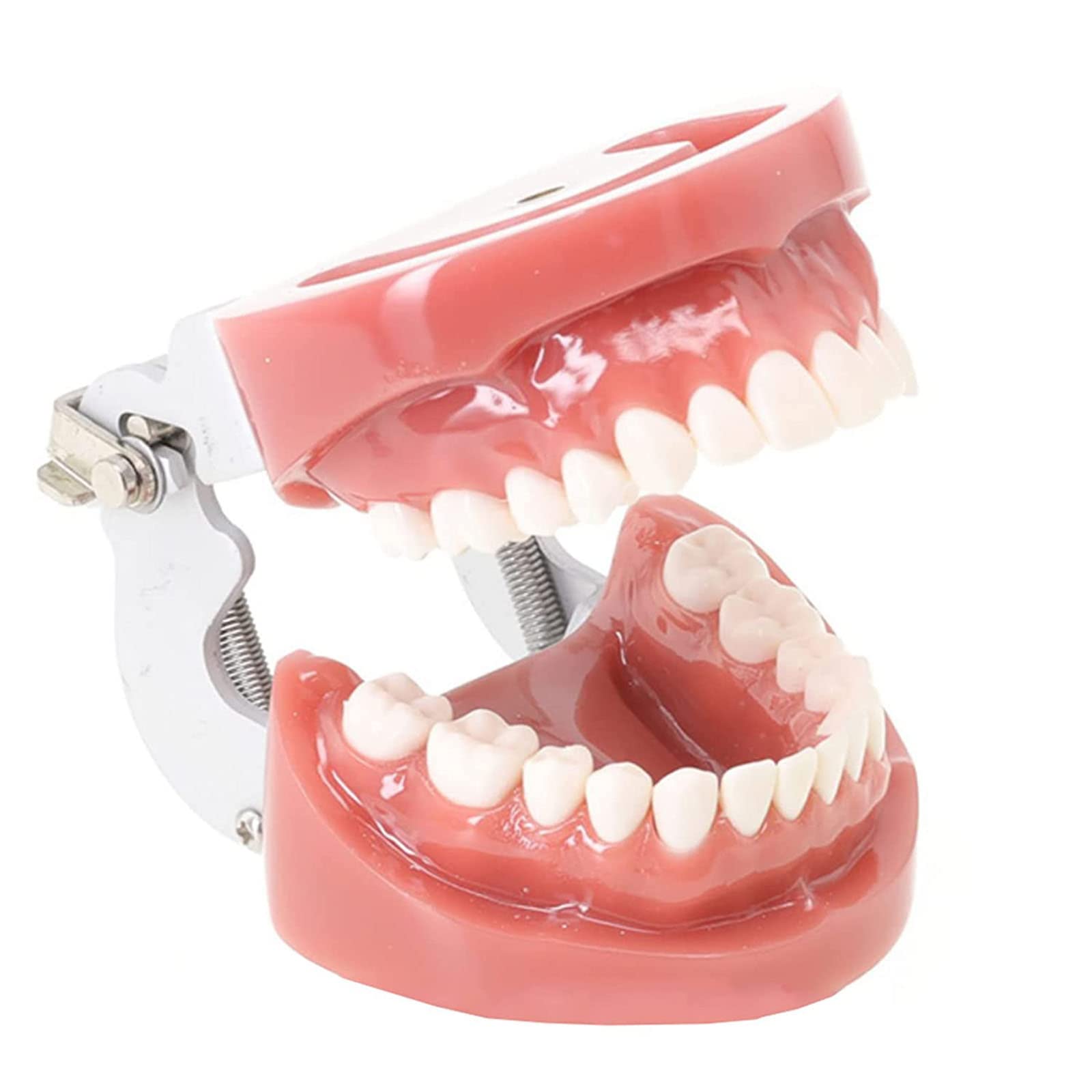 Modèles et Moyens d'enseignement Médical，Squelette Anatomique， Modèle de Dents Modèle de dent Dentaire pour Enfant avec 28 Dents Amovibles et gencives Souples M