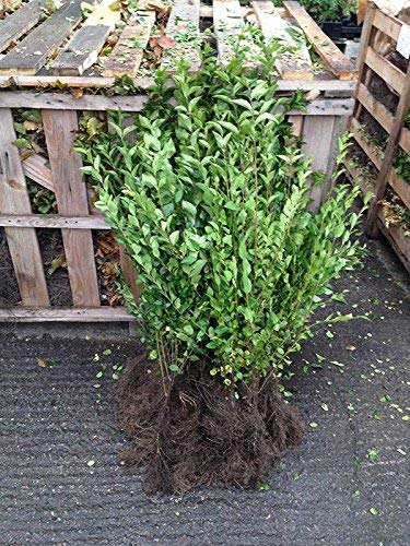 50 Green Privet Hedging Plants 2-3ft (60-90cm) Ligustrum ovalifolium