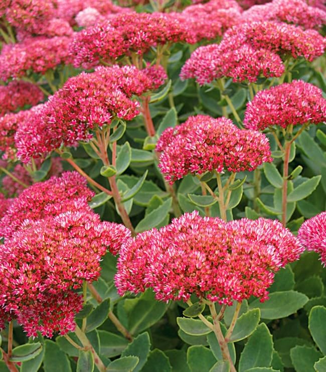 Amazon.com : Autumn Fire Plant, Spectacular Flowering Succulant. Perennial  Starter Plant : Patio, Lawn & Garden