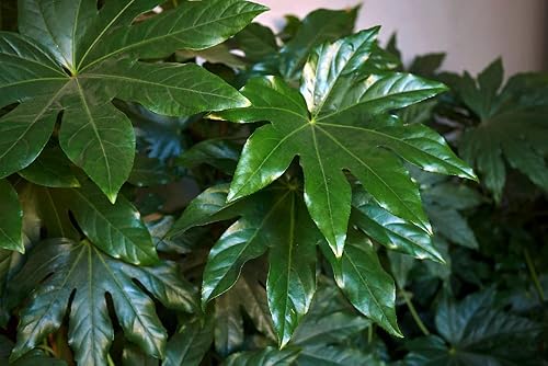 20 semillas de papel. Fatsia Japonica, gran planta de interior o planta de papel de jardín anual