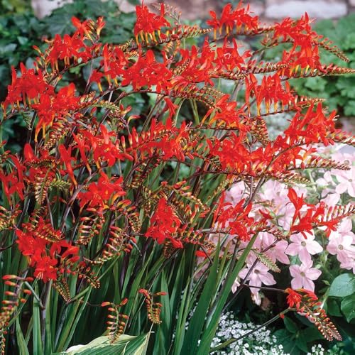 8 Crocosmia Lucifer Bulbs Vibrant Red Blooms on Tall Sturdy Stems Summer-Flowering Perennials Perfect for UK Gardens & Climate Conditions