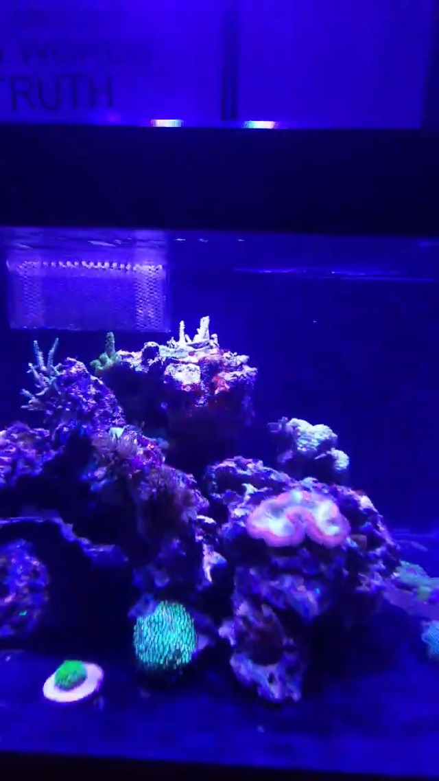 Image of Aquarium Light - 95 Watt Sunrise Sunset Moonlight, Group Control Program Coral Reef Light Dimmable Full Spectrum for Marine Tanks,Saltwater Tank Light with Timer (Brackets)
