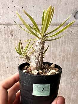 Amazon｜【現品限り】パキポディウム・カクチペス【F2