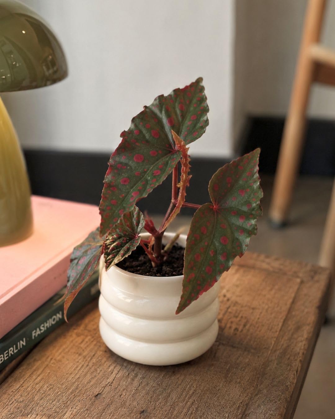PUR PLANT Begonia Rosa Amphioxus Malachosticta | Begonia Tropical Exótica | Planta Natural de Interior Decorativa | Maceta Ø8 cm