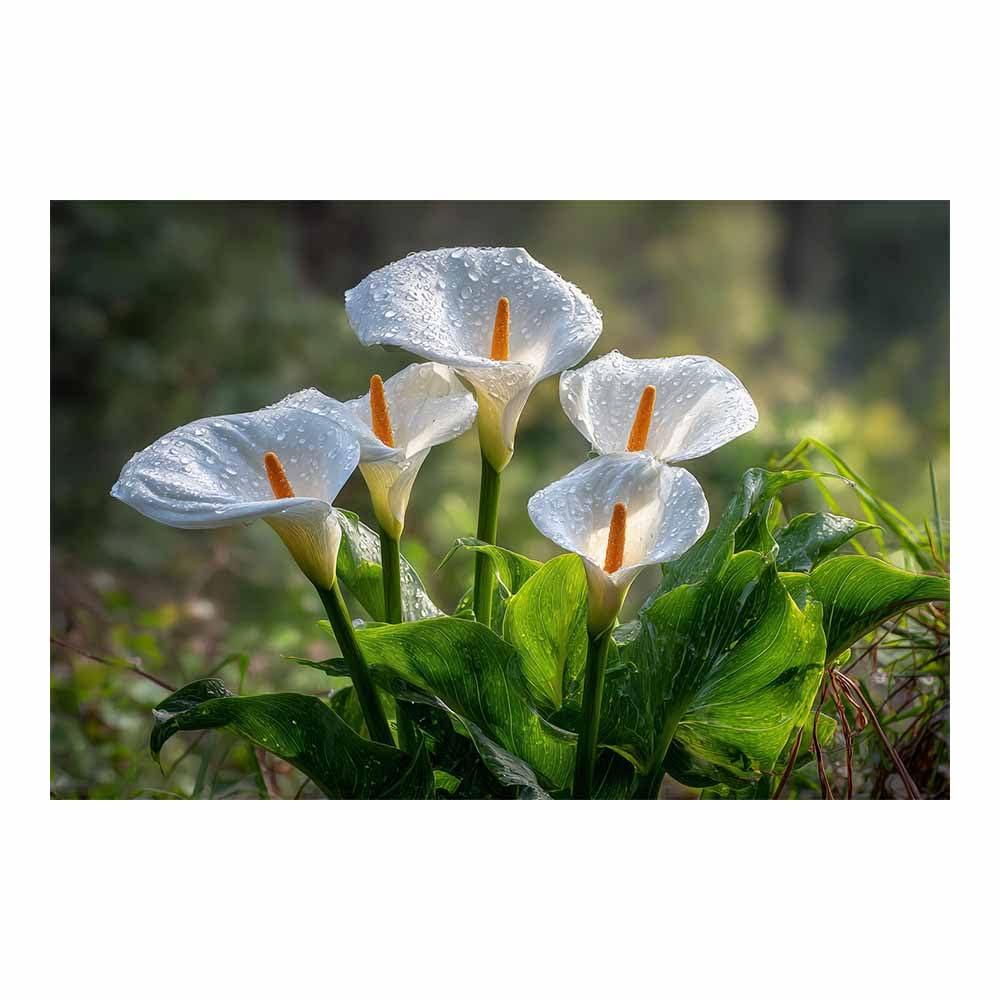 ZAMAEIU Landscape Canvas Painting Dew-dappled bloomss Wall Decor, Modern Artwork, For Bedroom Living Room Bathroom Home Office Room Decorations(white)-80x120cm Unframed