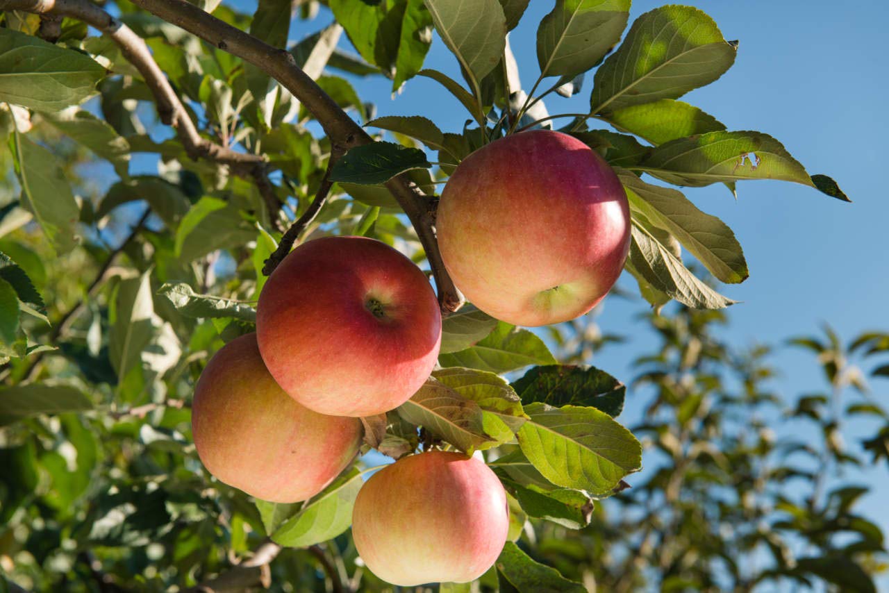 PROPOLI IN CONFEZIONE DA 1LT - PER AGRICOLTURA